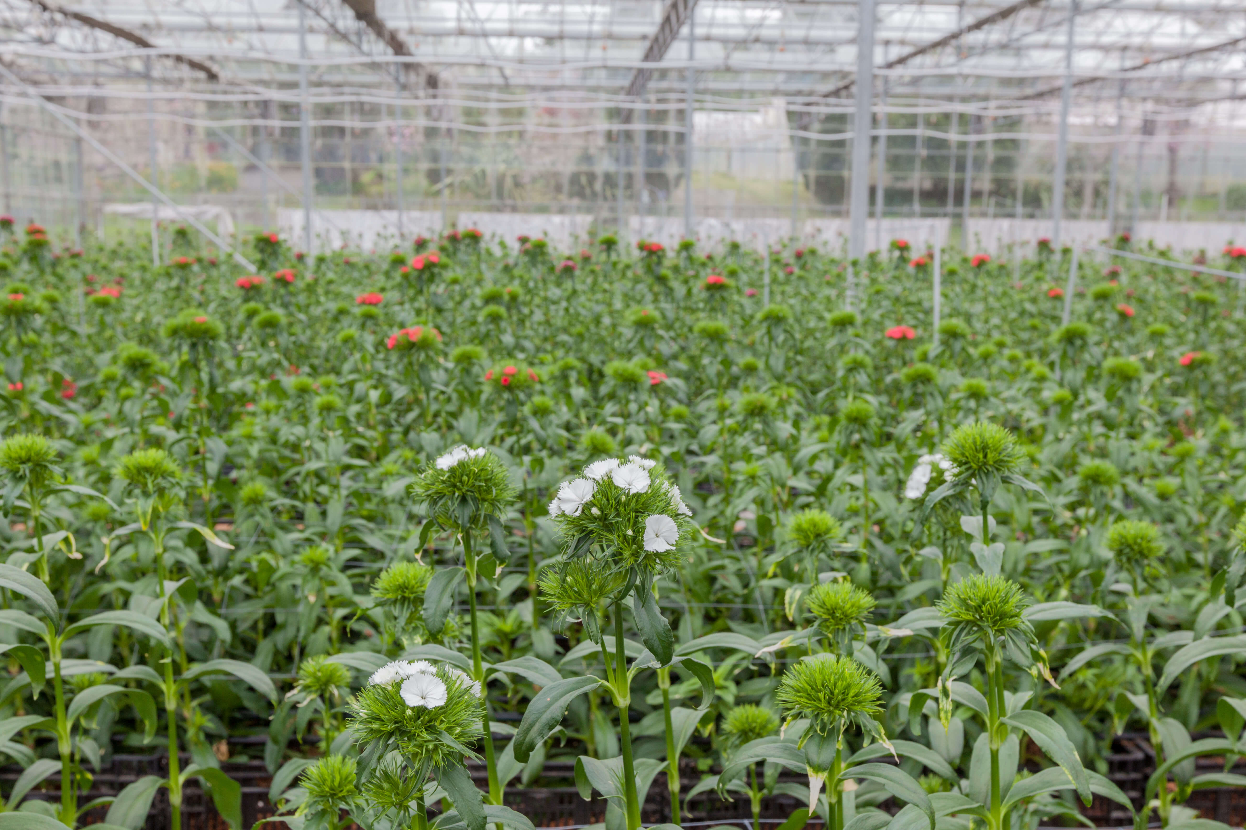 50 Years of Van Lier Nurseries